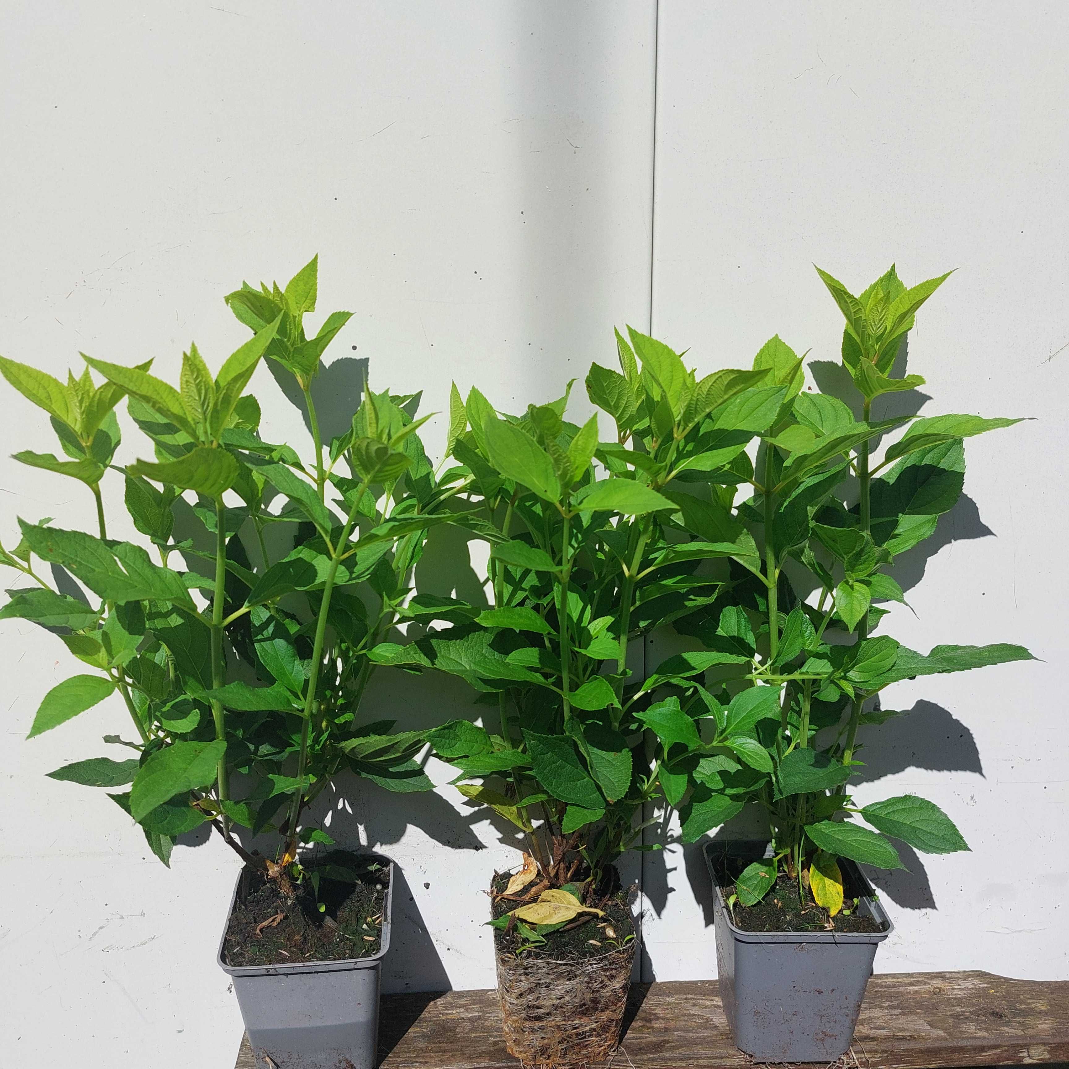 Hortensja (bukietowa) doniczka 0,5l 15-35cm