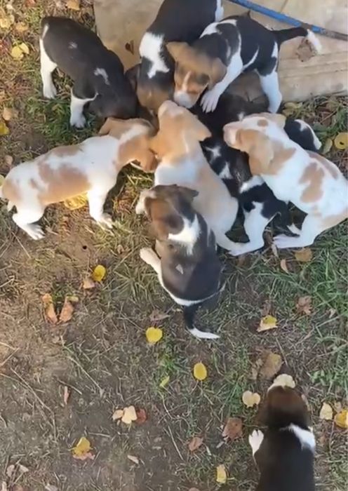 Бигль щенки мальчики и девочки