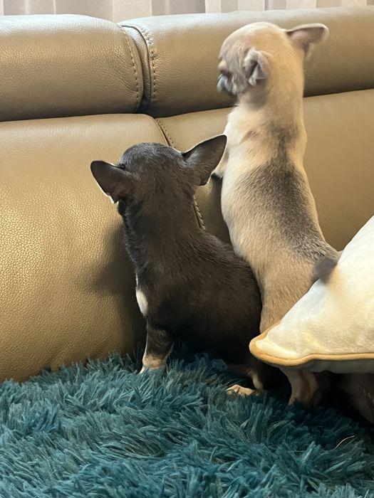 Chihuahua niebiesko podpalana suczka do odbioru
