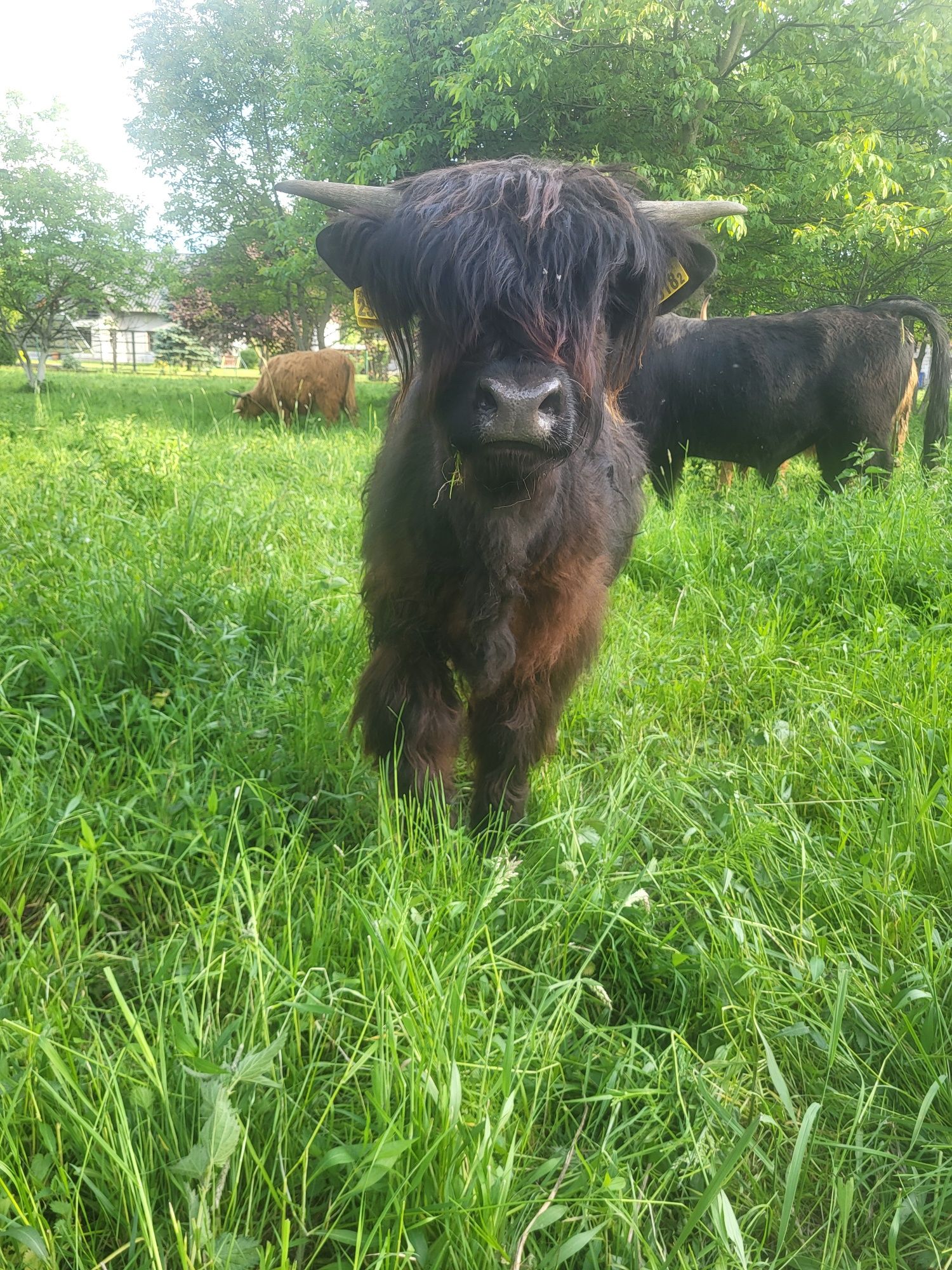 Highland cattle byk