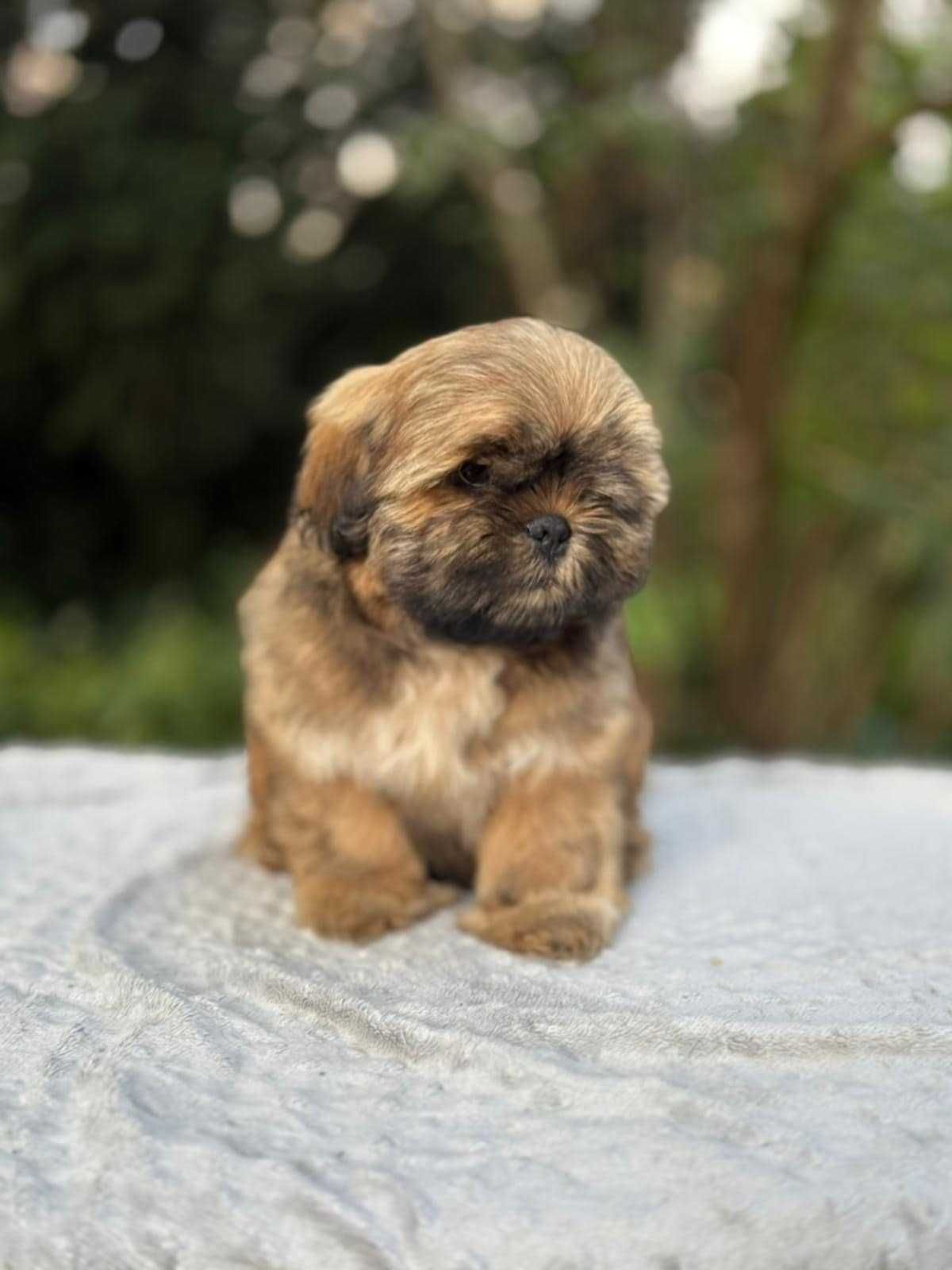Unikatowy piesek Shih Tzu!  Gotowy DO ODBIORU!