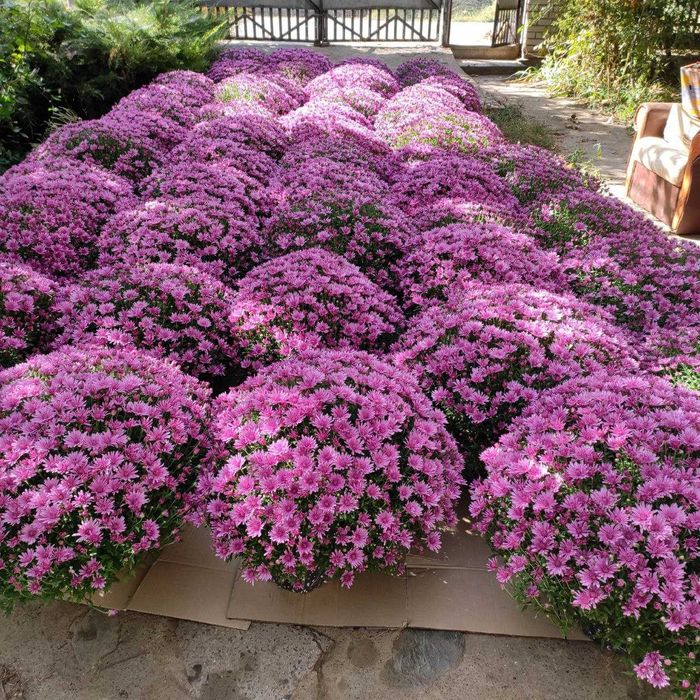 Хризантеми Мультифлора