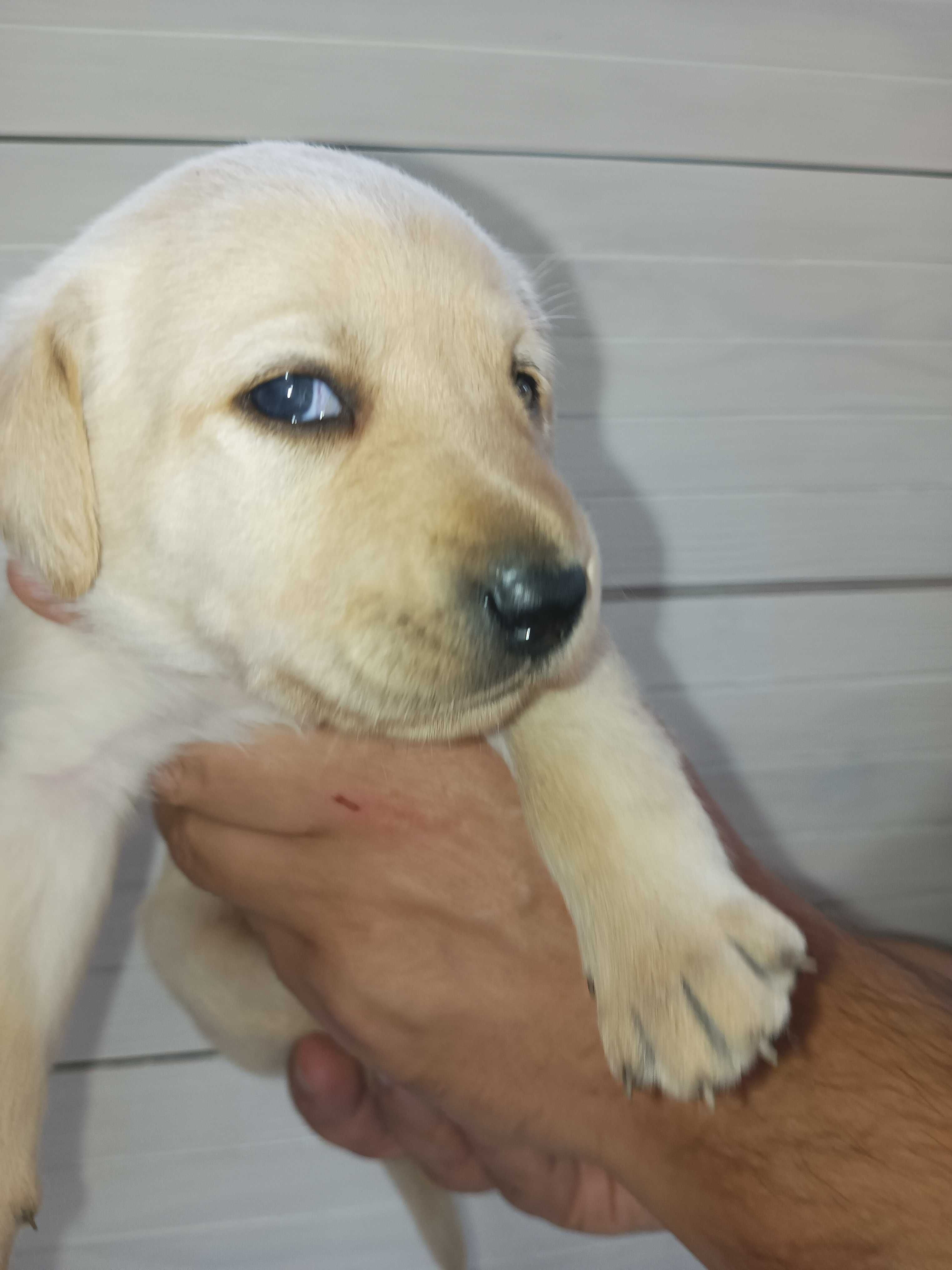 Labrador Retriever - biszkoptowe, rodzinno-domowe