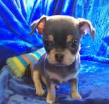 Chihuahua liliowy podpalany
