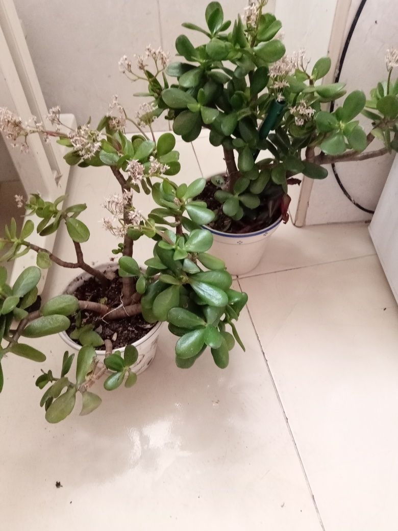 Planta natural árvore de Jade