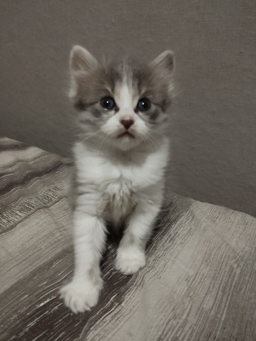 ТЕРМІНОВО віддам кошеня в добрі руки