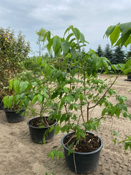 Heptakodium chińskie Temple of Bloom