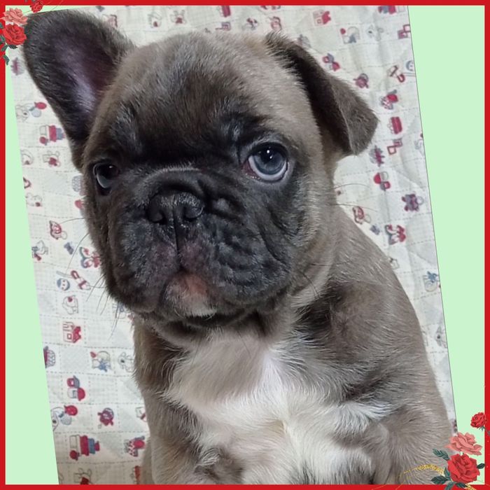 Веселі бульдожата