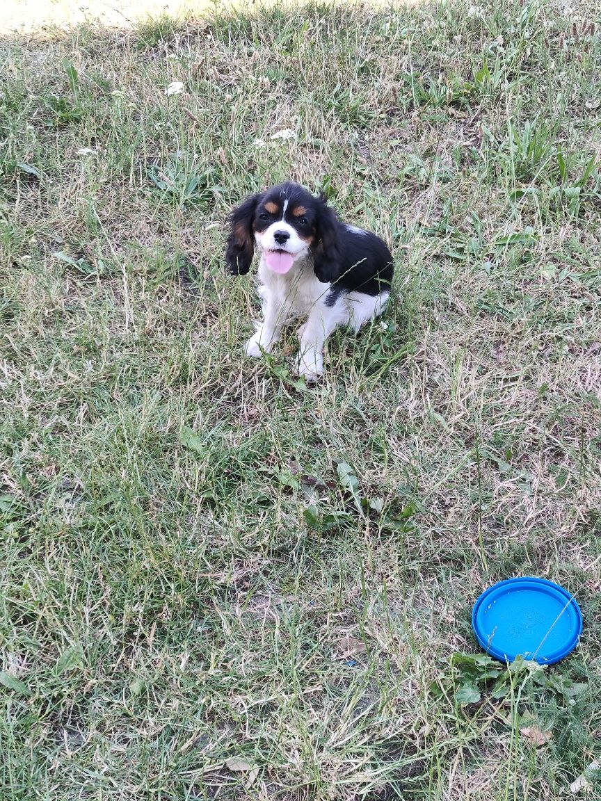 Cavalier King Charles Spaniel paniel