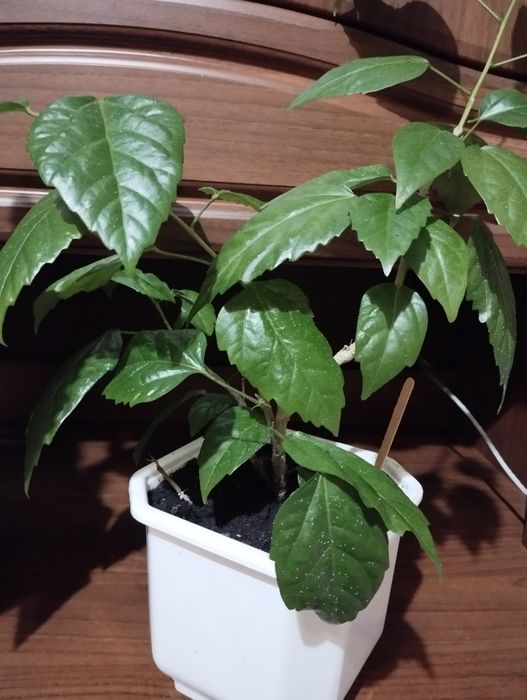 Продаю кімнаті рослини від 70 грн.  в Миколаєві