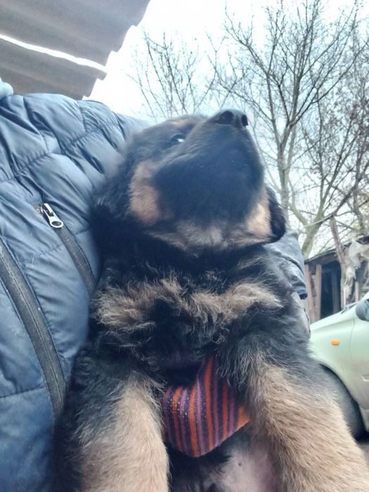 Щенки немецкой овчарки 1,5 месяца