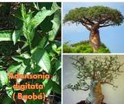 Adansonia digitata (Baobá)