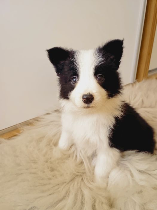 Border Collie, szczeniak