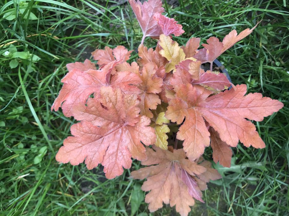 Гейхери сортові в наявності