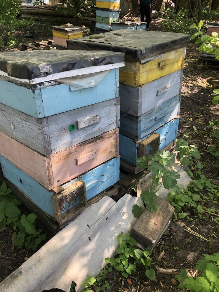 Бджолопакети карніка 145, вулики, бджоли