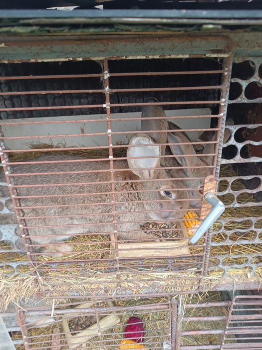 Króle Belgi samce samice, tuszki, kasacja hodowli