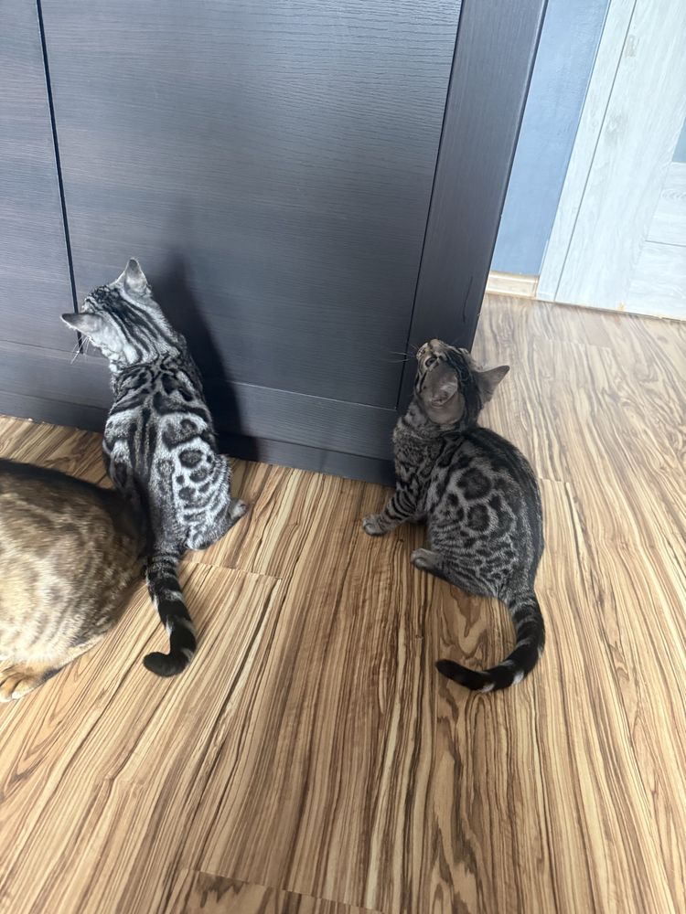 Kocurek bengalski. Srebro GOTOWY DO ODBIORU po zabiegu kastracji