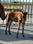 Égua Percheron Com Poldro Filho De Frisian