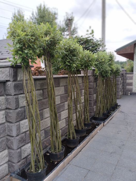 Верба плетена куля