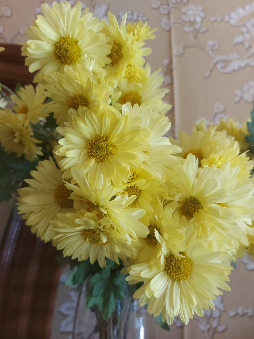 Корінь хризантеми жовта