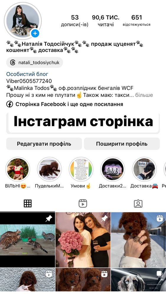 Кокер спаніелічка Дівчинка насичено руда