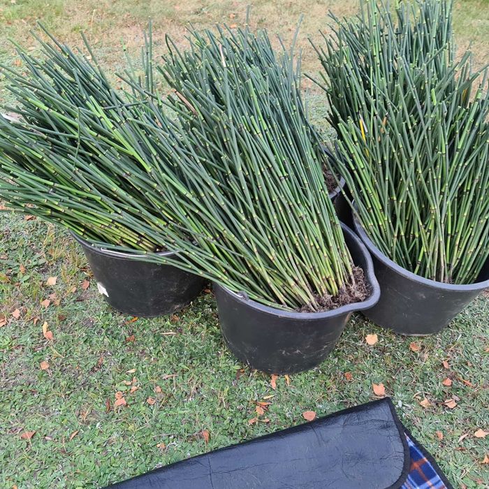 Skrzyp zimowy bambusowy zimozielony HIT sezonu 100 sadzonek !!!