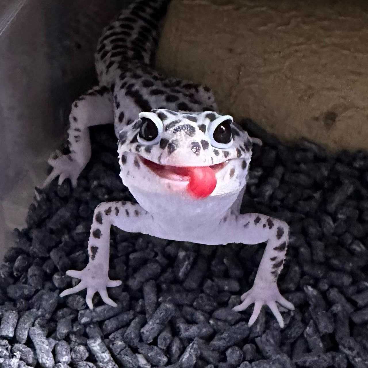 Ручной геккон эублефар улыбающаяся ящерица
