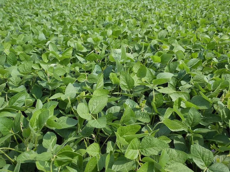 Продам посівну  сою
Сорт Аполо та Ультра
Сорт Аполо, Ка