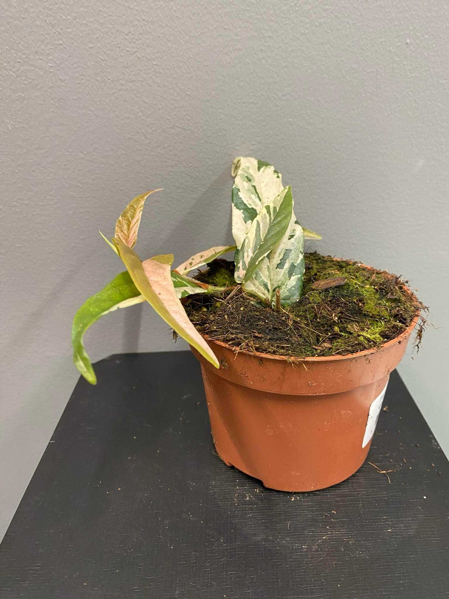 Ficus Sagittata Variegata Pink