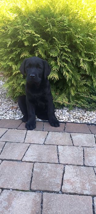 Labrador Retriever - czarny szczeniak-do   odbioru -rodowód ZKwP / FCI