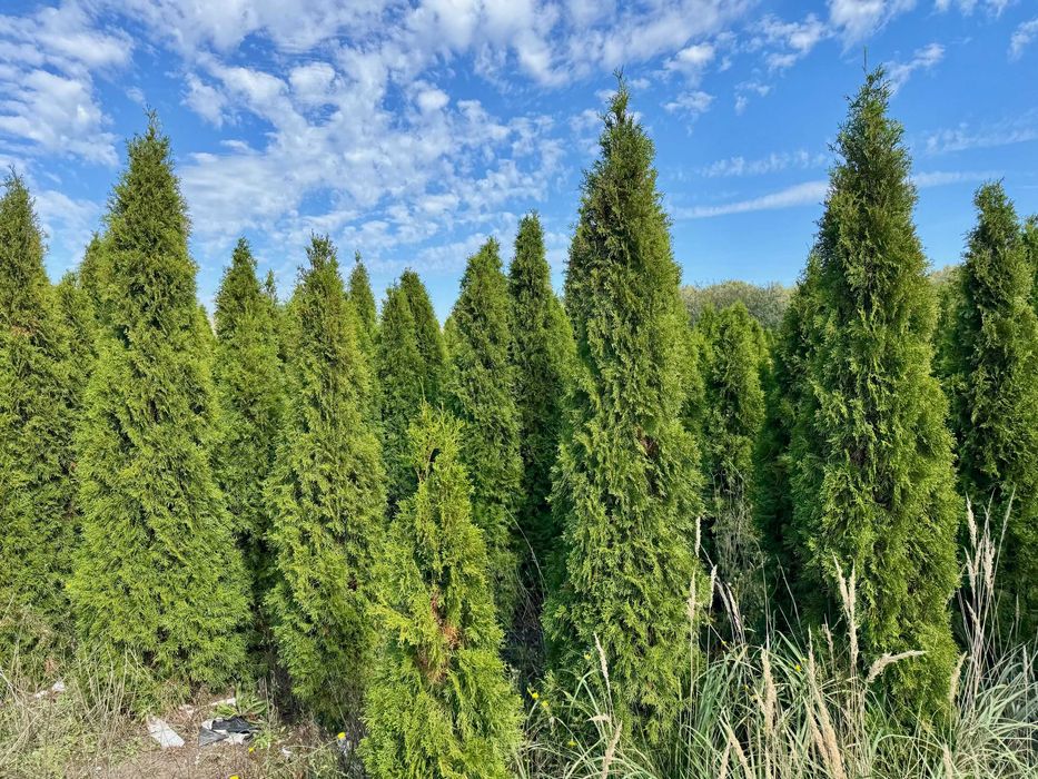 Tuje szmaragd plantacja - sprzedam całość lub część