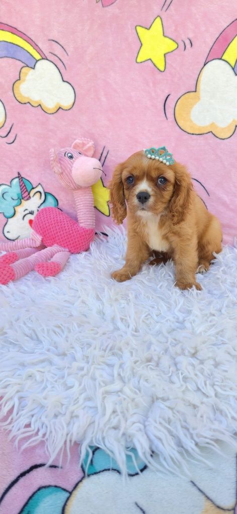Cavalier king charles fêmea