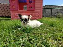 Suczka chihuahua długowłosa
