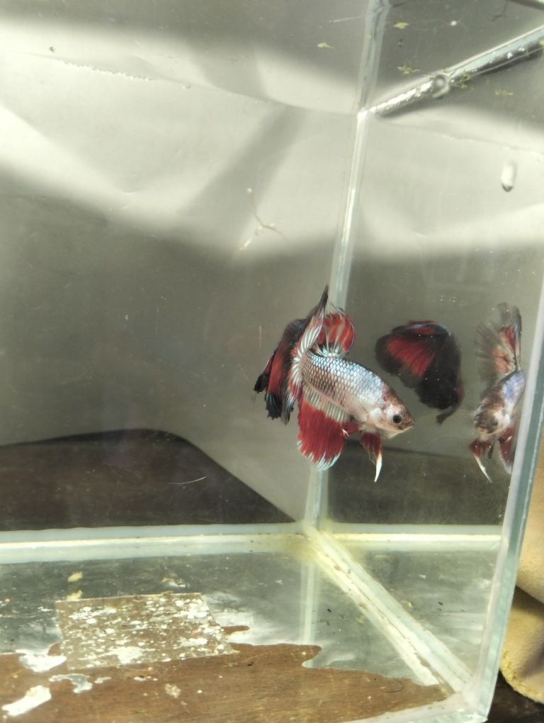 Bettas halfmoon macho