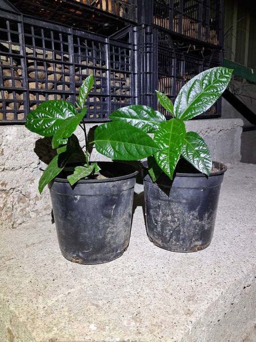 Vendo pes de maracujás