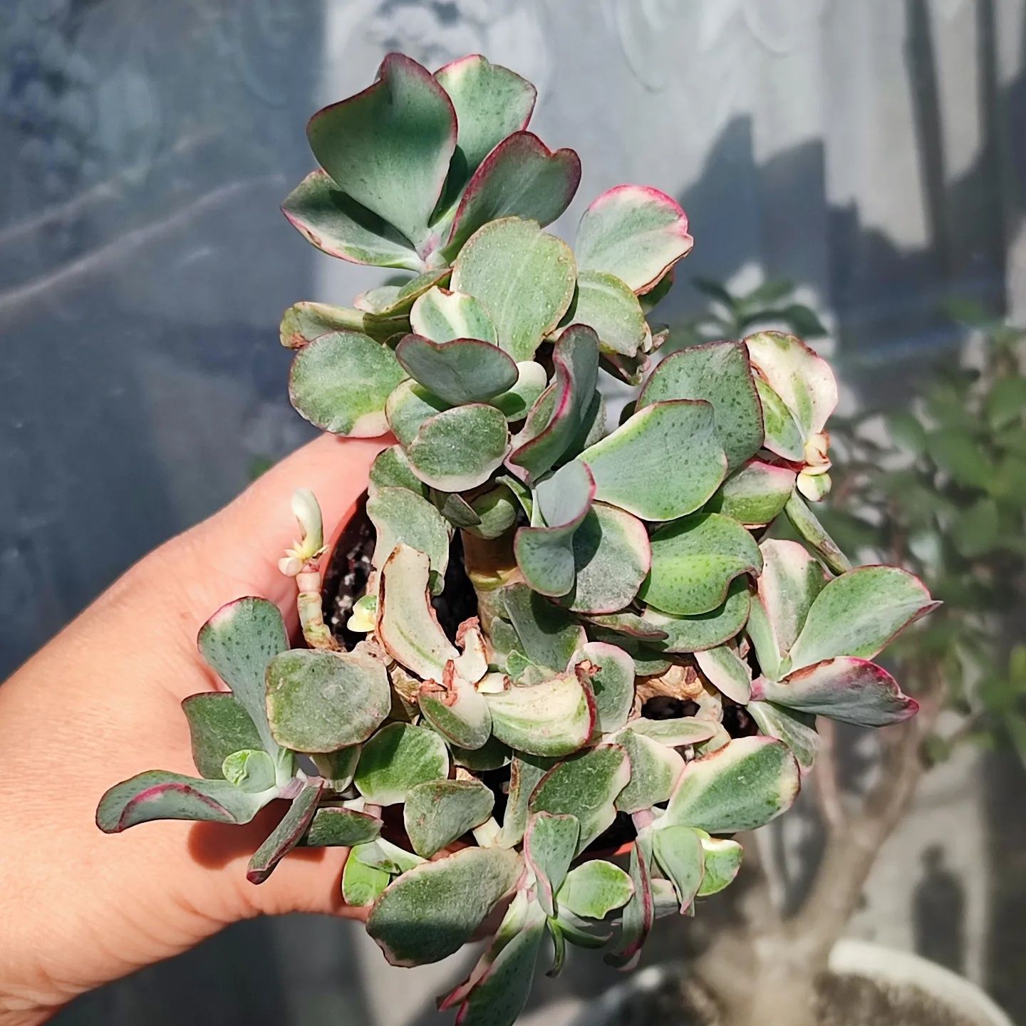 Crassula Curly Green variegata крассула курлі Грін варієгатна красула