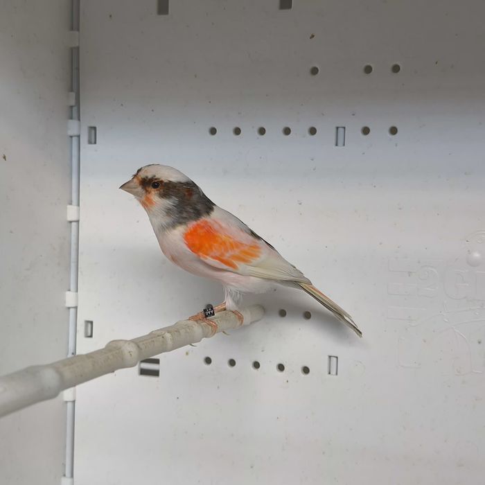 Arleiquem português