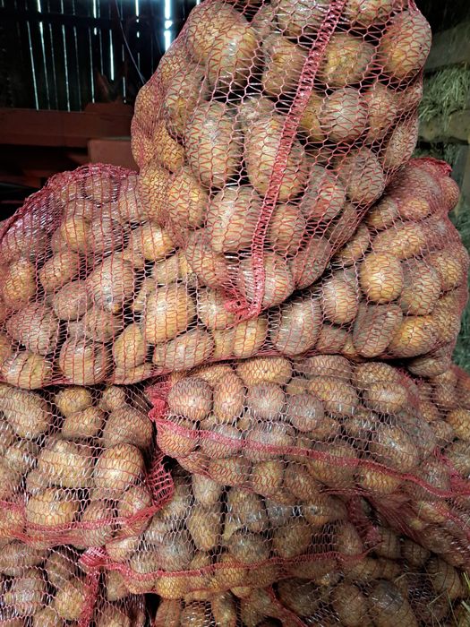 Sprzedam ziemniaki Soraya