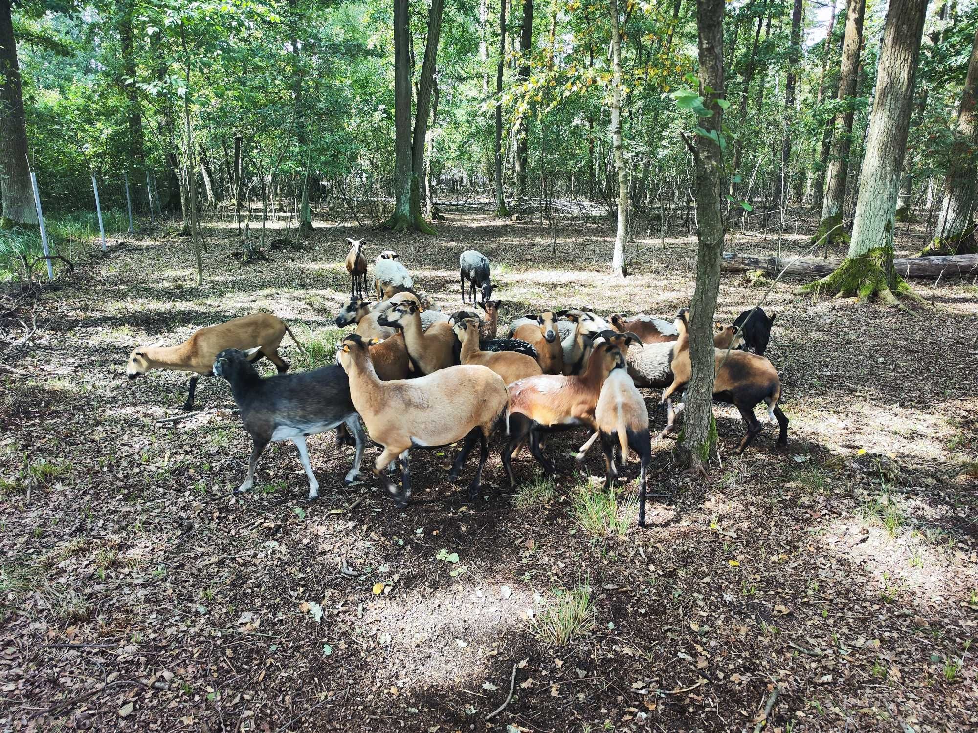 Jagnięta owieczki 4 miesięczne 50% Dorper i Kamerun- baran 100% Dorper