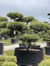 Bonsai Sosna Pinus Strobus duże drzewa BONSAI PARK