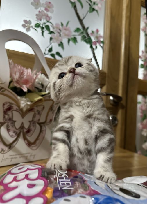 Шотландські кошенята