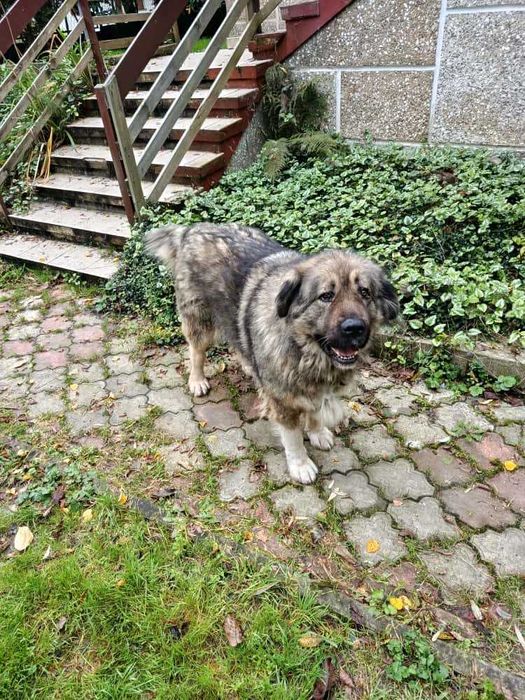 Ogłoszenie adopcyjne przepiękna suczka owczarka kaukaskiego szuka domu