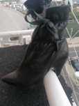 Botins pele macia