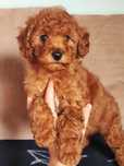 Wyjątkowy piesek Maltipoo F1b więcej genów pudla