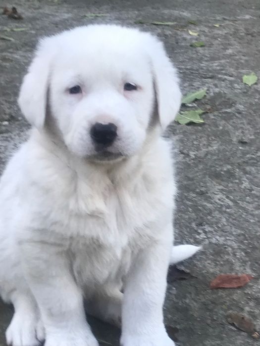 Za darmo owczarki srodkowo azjatyckie  9 tygodniowe