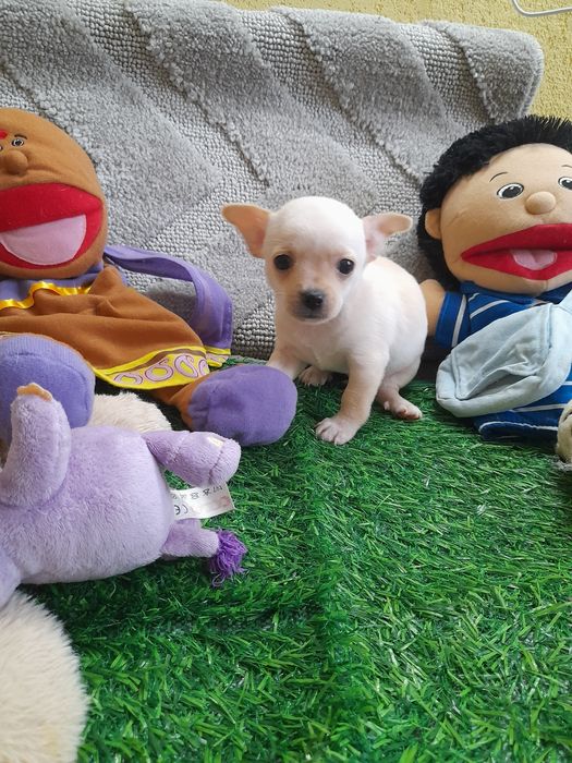 Продаю цуценяток