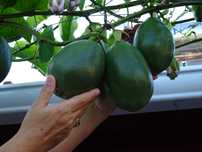 maracujas alata gigantes