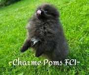 Szpic miniaturowy pomeranian pies uroczy FCI