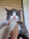 Maine Coon kocięta kocurek kocur