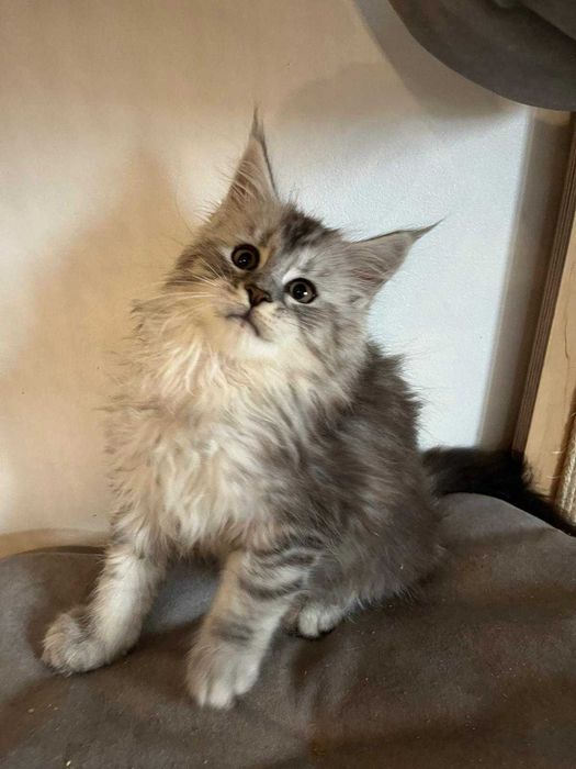 Kocurek Maine Coon czarny ze srebrem pręgowany ns 23 Kocur